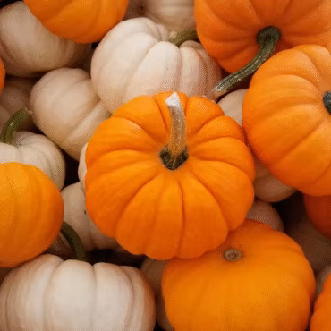 Pumpkin Recipes
